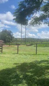 FAZENDA EM PRATA MG