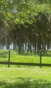 FAZENDA EM PRATA MG